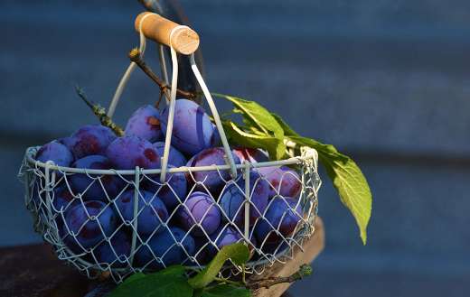 Image shows basket filled with fresh plums