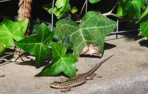 Lizard that widespread in Europe