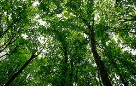 Low angle view of a dense forest