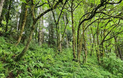 Lush densely wooded forest