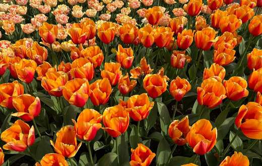 Mainly consists of orange and yellow tulips
