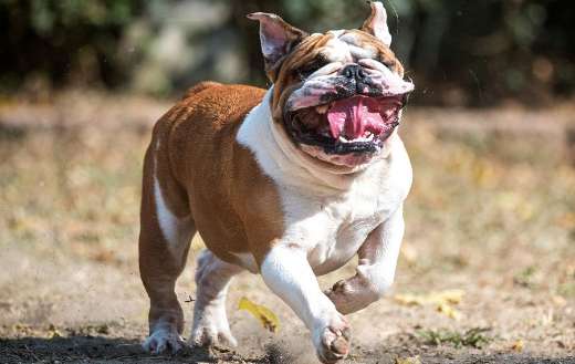 Medium sized dog breed