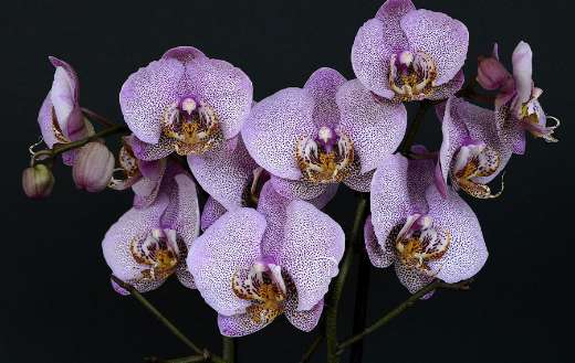 Phalaenopsis moth orchid