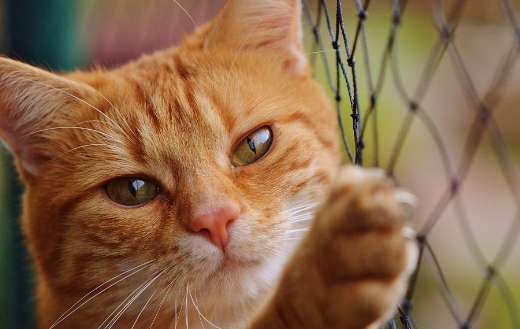 Red cypriot cat tabby cat