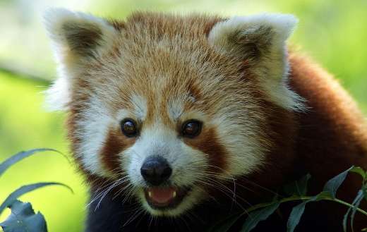 Red panda Ailurus fulgens