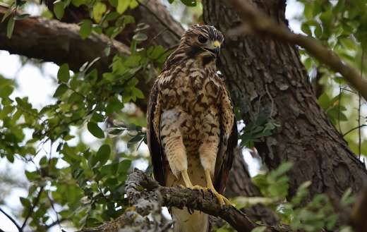 Red shouldered hawk