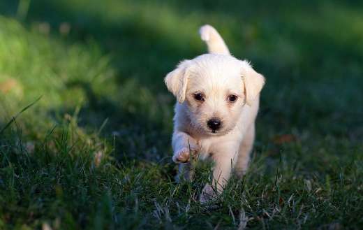 Small light colored puppy walking