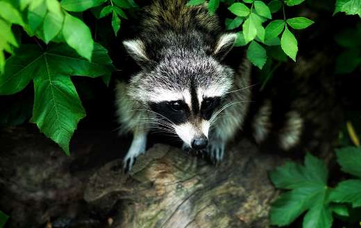 The raccoon under leafy green leaves