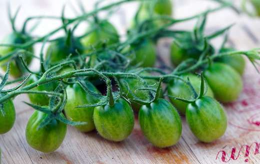 These are green cherry tomatoes