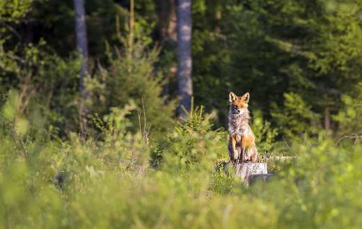This animal is a red fox the common one