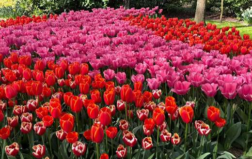 This vibrant flower bed in the keukenhof garden Netherlands