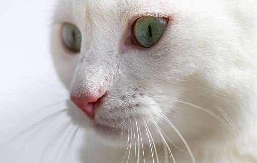 Turkish Angora cat breed