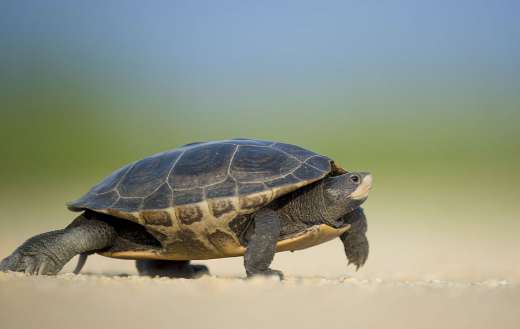 Turtle walking over a sandy surface