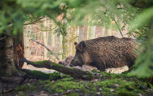 Wild boar domestic pig ancestor