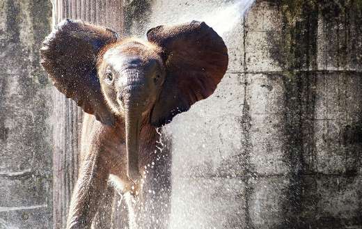 Young elephant enjoying refreshing shower