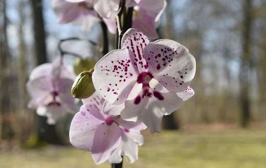 Orchid origin Southeast asia