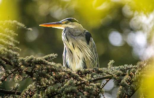 A grey heron perched in the branches of conifer tree