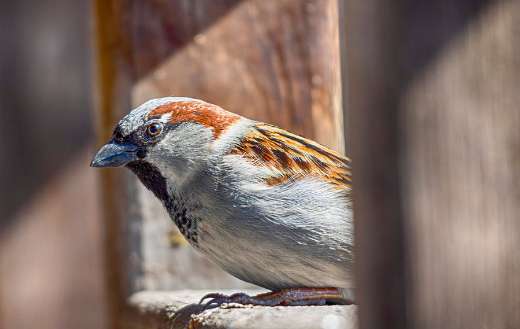 A house sparrow with gray crown male one