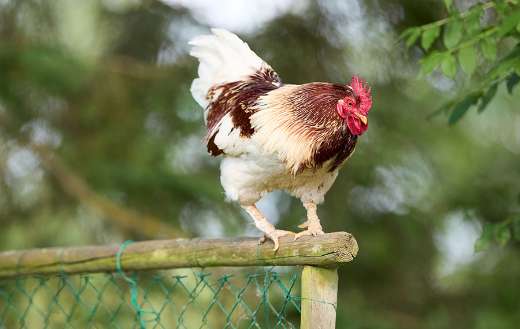 A male chicken rooster with a protective posture