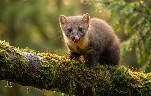 A small agile europian pine marten mammal