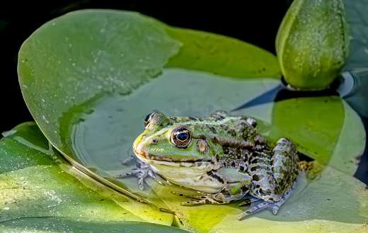 An edible frog resting