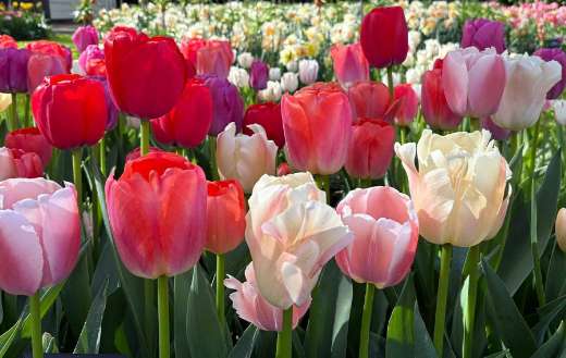 Appears to show a curated tulips garden