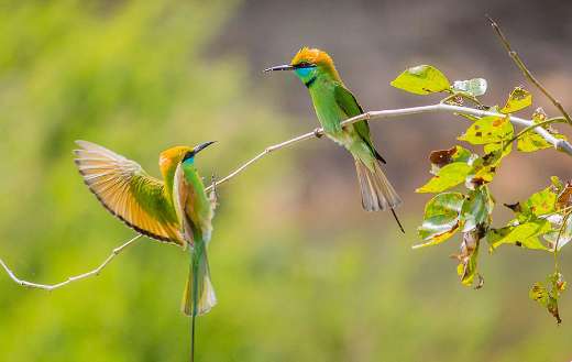 Asian green bee eaters