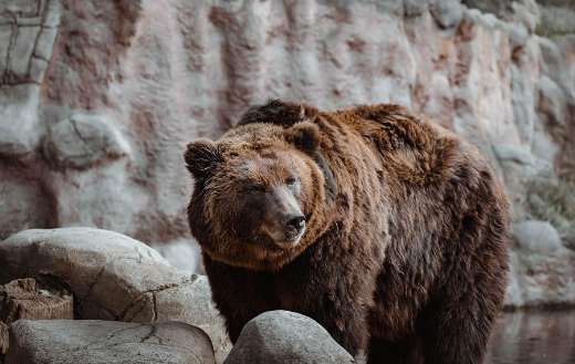 Brown bear in a rocky environment