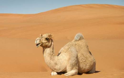 Camel like animal with one hump