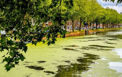 Delft Netherlands canal covered with algae