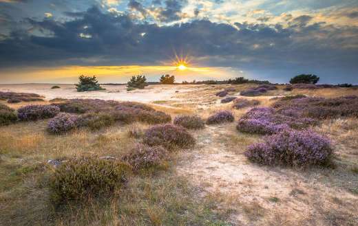 Depicts of purple heathlands and sand Netherlands