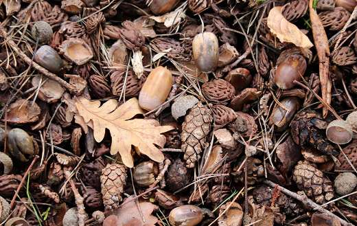 Display of a typical woodland floor