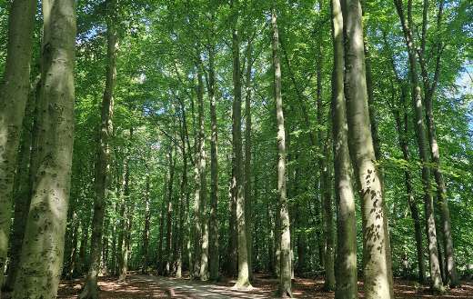 Dutch nature area forest landscape