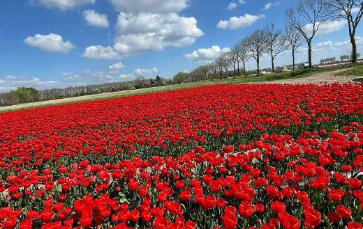 Extensive field of red Dutch tulips
