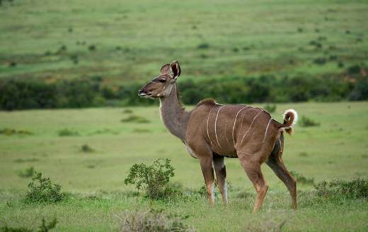 Female greater kudu standing alert