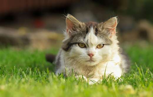 Fluffy white and gray cat with yellow eyes