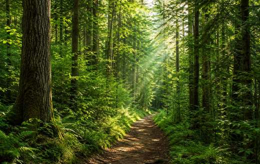 Forest path with sunlight streaming through trees