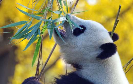 Giant panda reaching up to feed fresh bamboo leaves