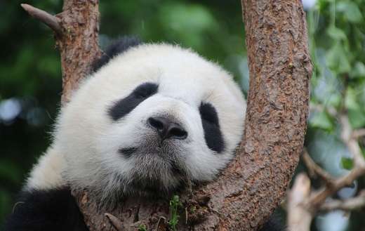 Giant panda resting its head comfortably in the fork of tree branch