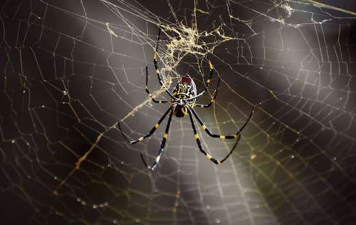 Joro spider online