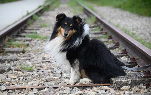 Look like a shetland sheepdog