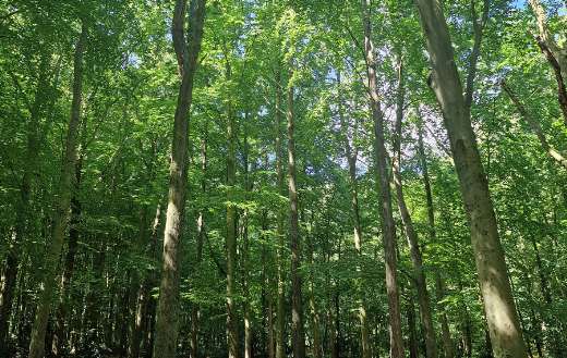 Nature that the location is best for walking dogs