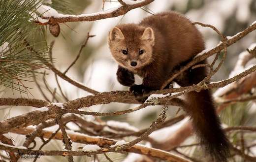 Pine marten recognizable by its slender body