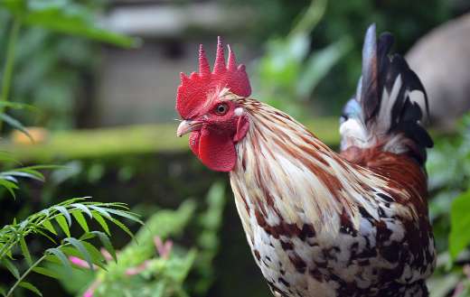 Rooster with a bright red comb
