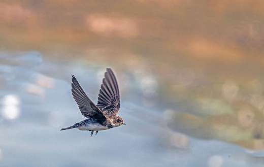 Sand martin known as bank swallow flying