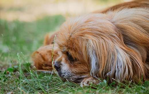 Small golden red pekingese tibetan spaniel mix