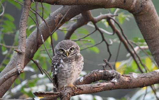 Spotted owl Athene brama