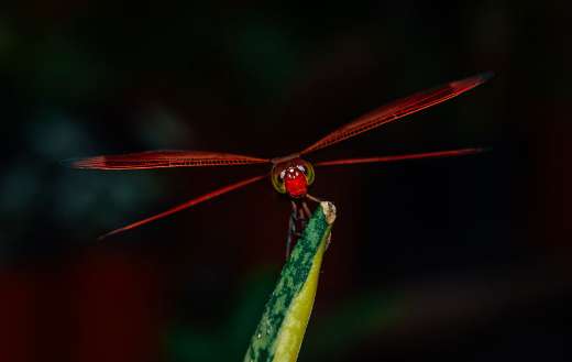 Striking red dragonfly