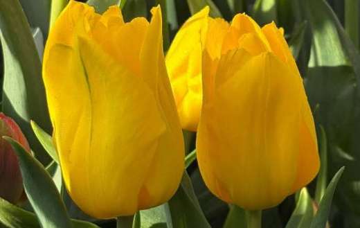 Strong gold yellow tulips