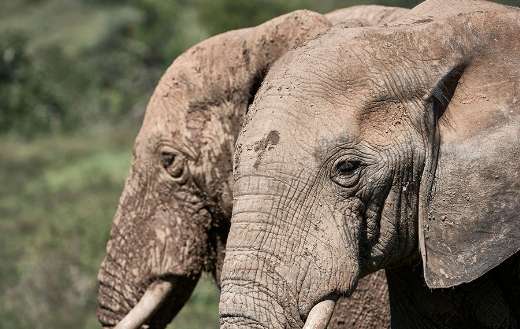 Thick wrinkled skin coated in dry mud